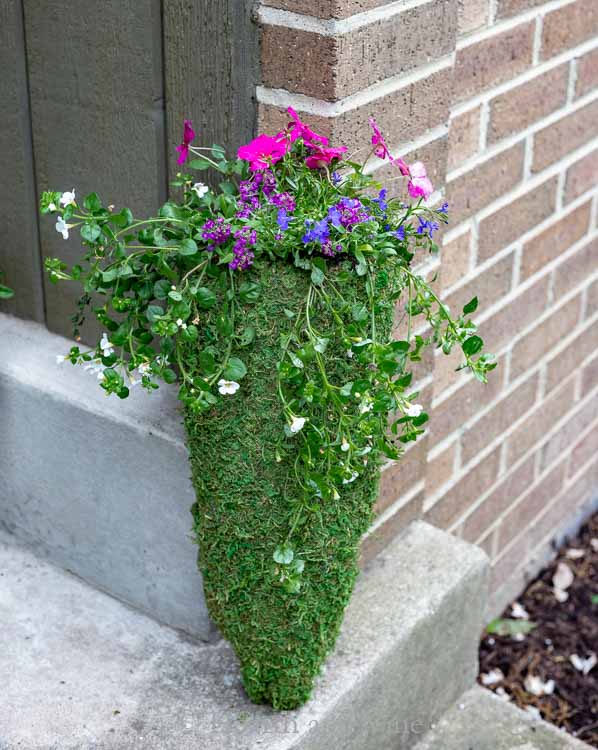 Moss planter with flowers on step