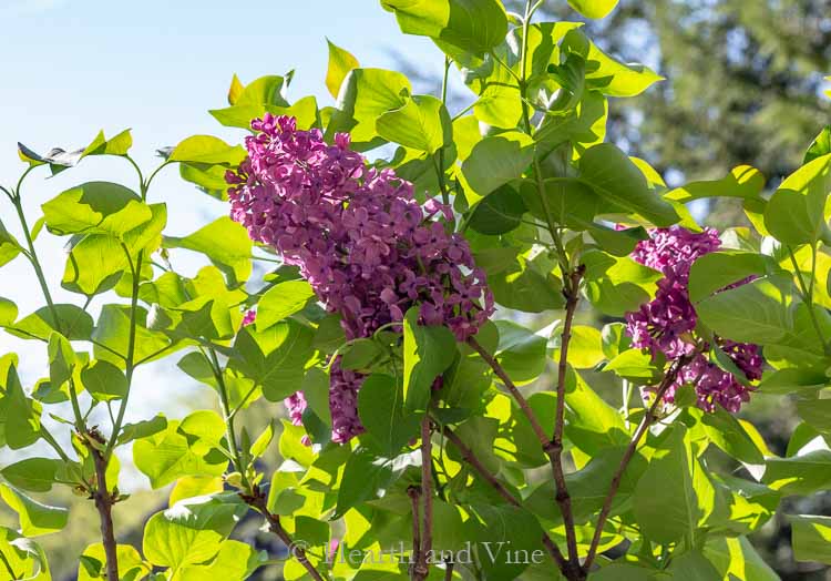 Lilac blooms on the shrub.