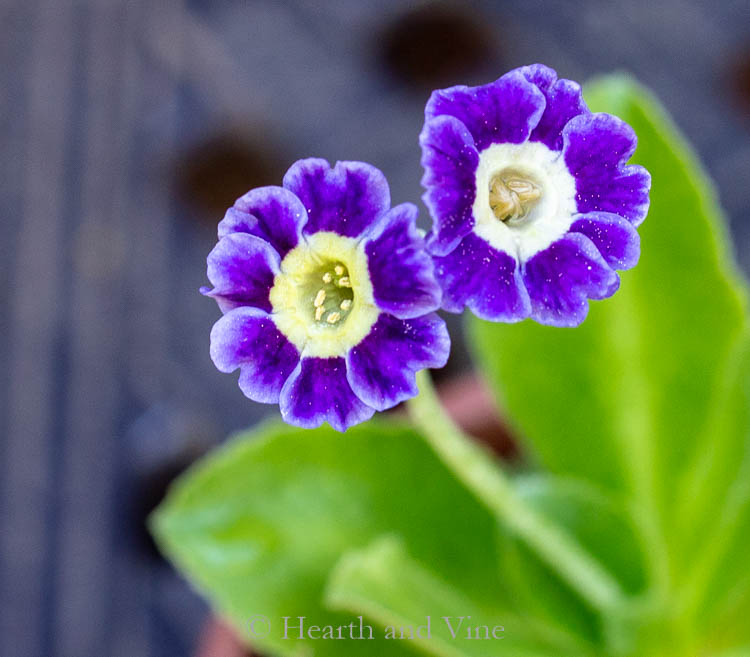 Primula auricula blue velvet