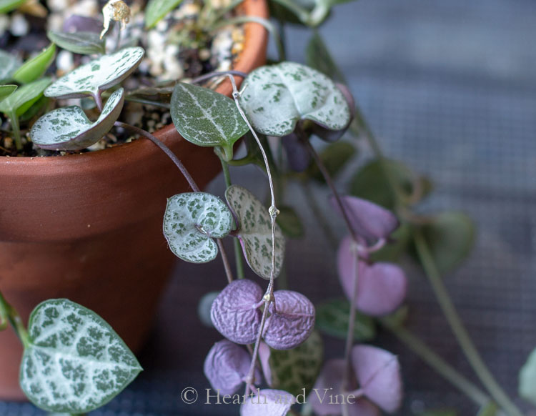 string of hearts blooming