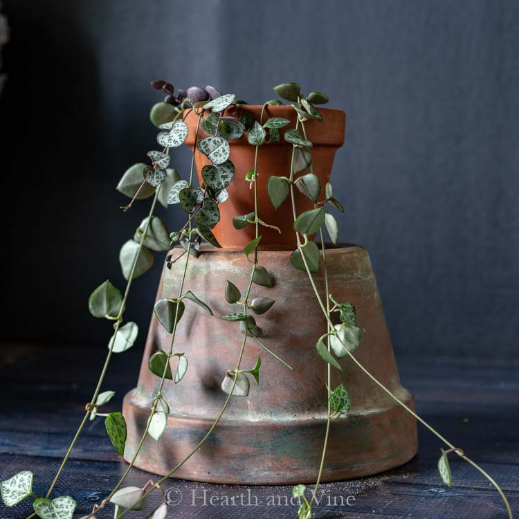 String of hearts plant sitting on a pot