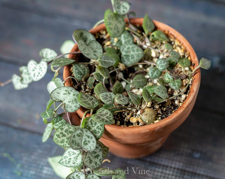 Top of string of hearts plant showing one of the tubers.