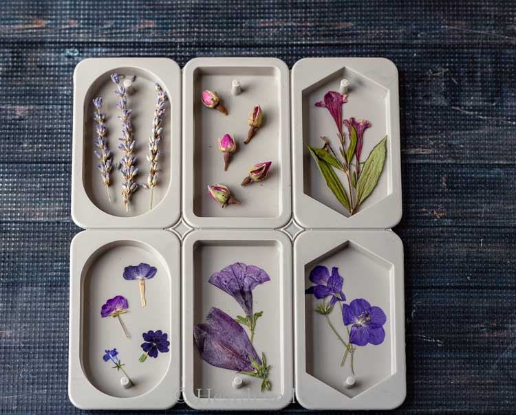 Pressed flowers in wax sachet molds