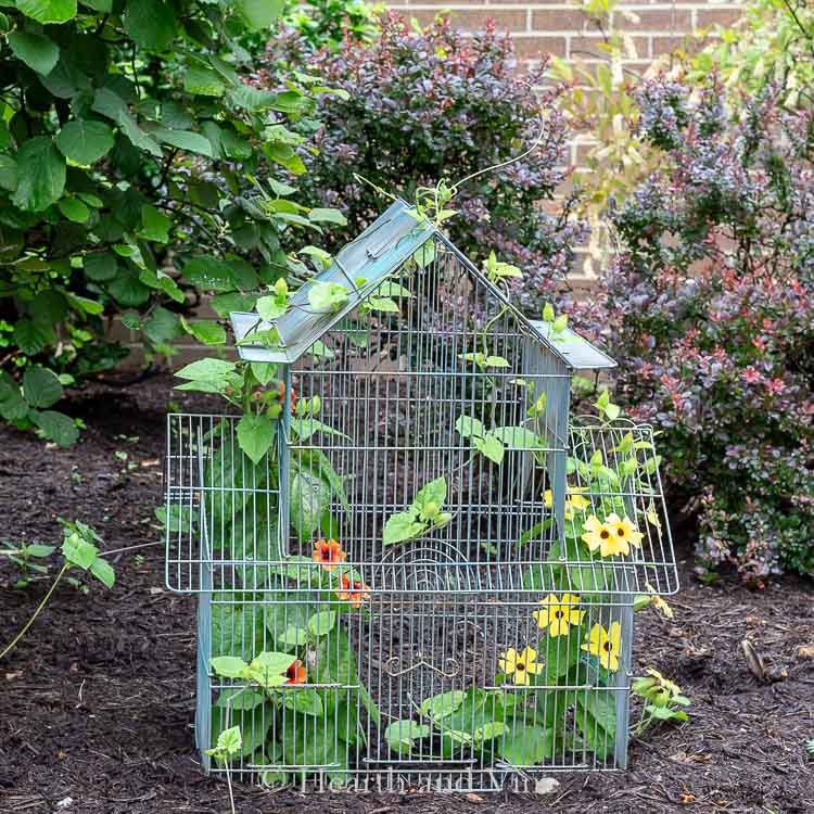 Birdcage used as a planter in the garden bed