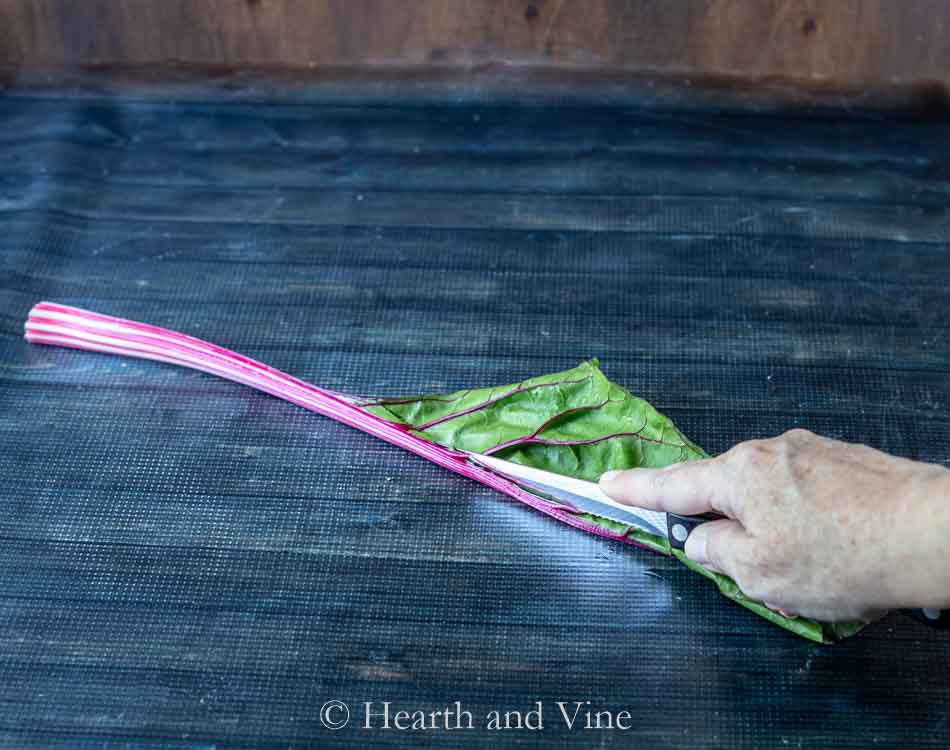 Cutting swiss chard leaf