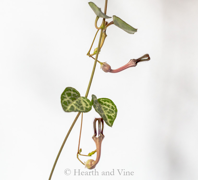 String of hearts flower