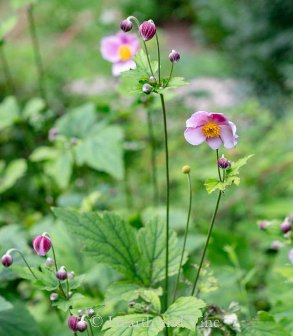 Anemone September Charm in bloom and in bud.