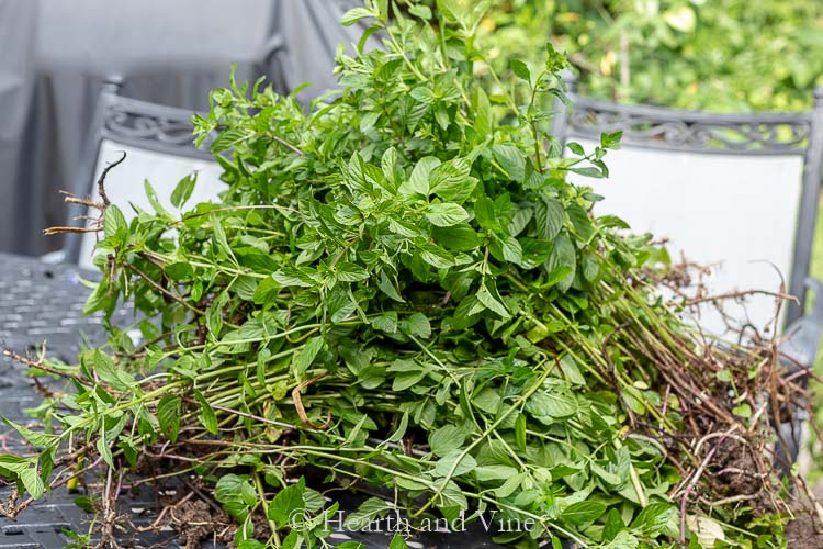 Large bunch of chocolate peppermint mint.