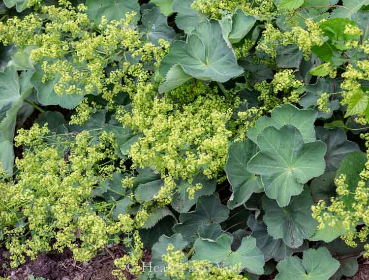 Lady's Mantle growing in the garden in bloom.