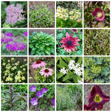 Gallery of perennial plants for clay soil