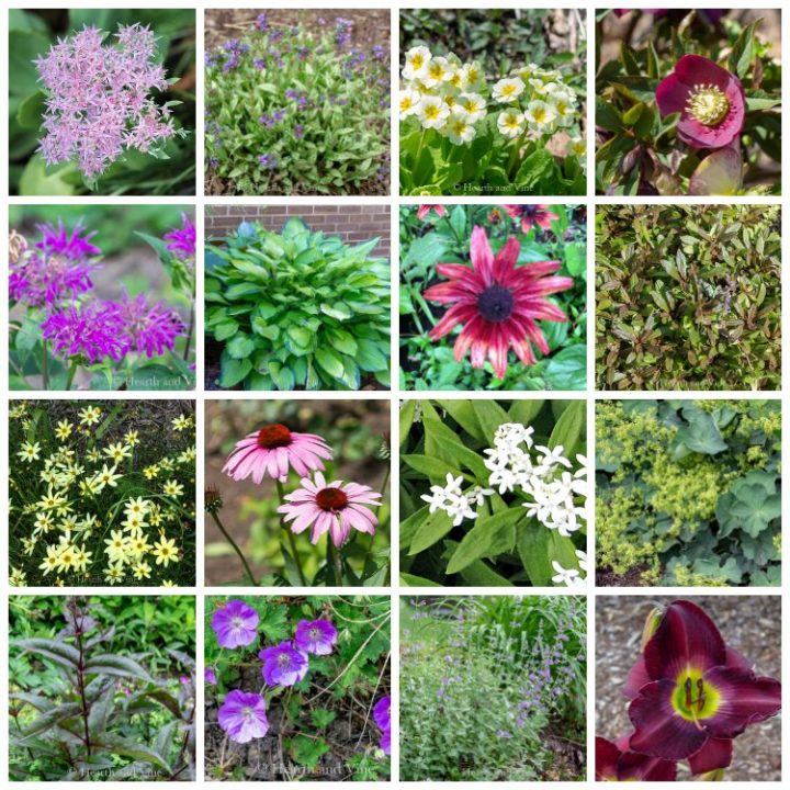 Easy to Grow Perennials for Clay Soil