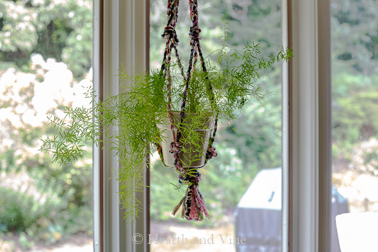 Asparagus fern in fabric twine plant hanger