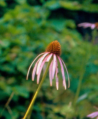 Endangered Echinacea Laevigata