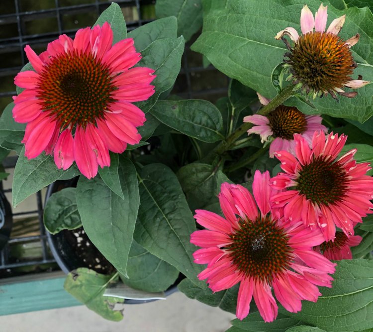 Echinacea Eye Catcher Series 'Coral Craze'