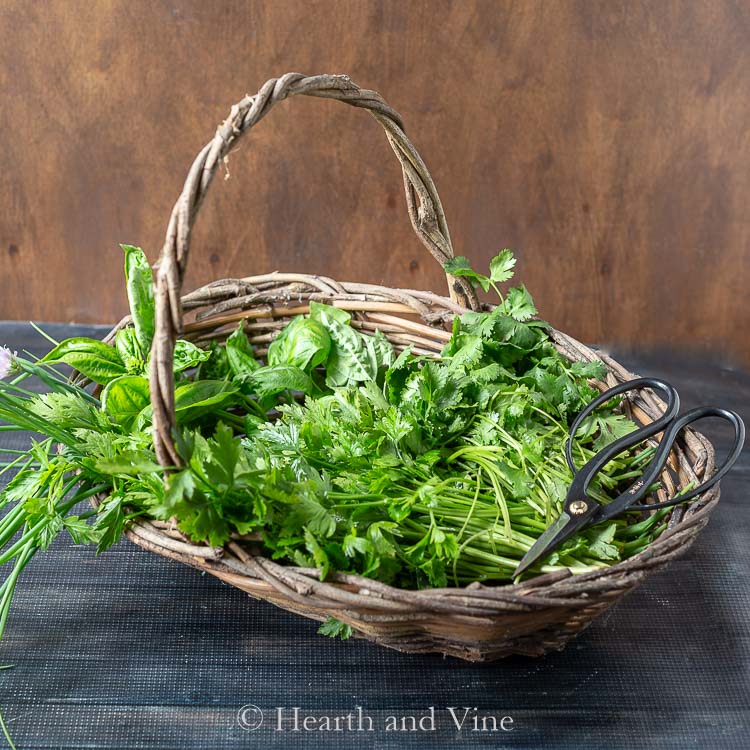 Basket of fresh herbs