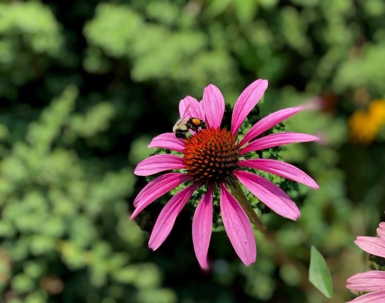 Bumble bee on coneflower