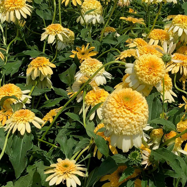 Double scoop lemon cream coneflower