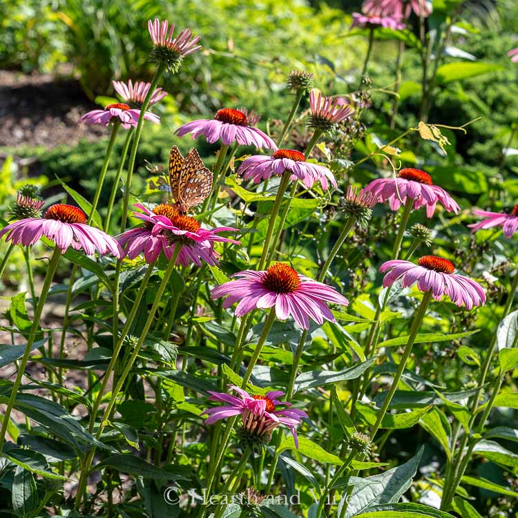 Echinacea Purpurea in garden with butterfly