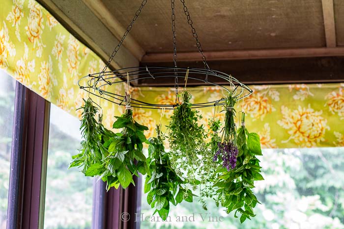 Hanging herbs to dry