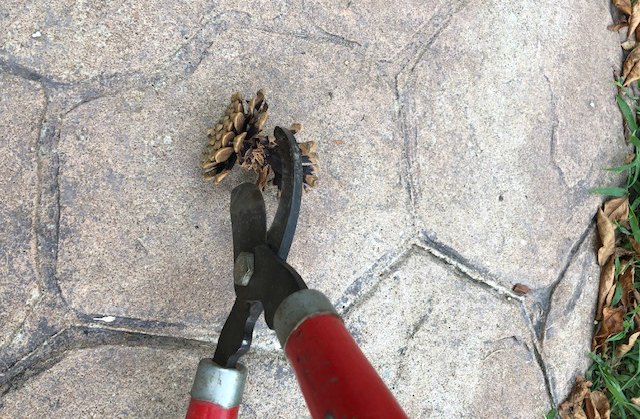 Loppers cutting pinecone