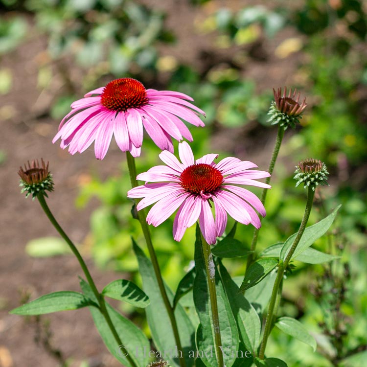 Purple Coneflower