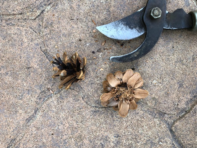 Two pieces of pinecone