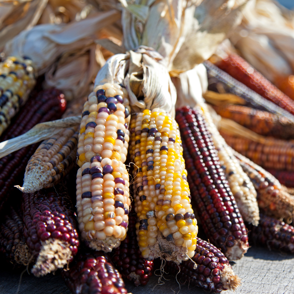 Colorful Indian corn varieties on a table.