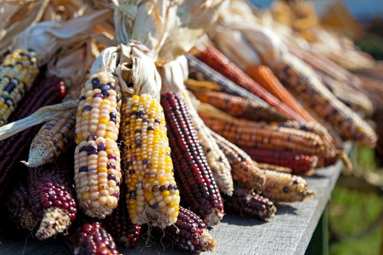 Pile of Indian corn on table