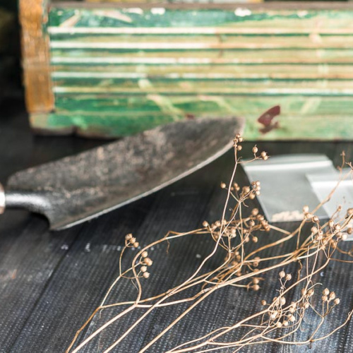 Trowel next to coriander seeds.