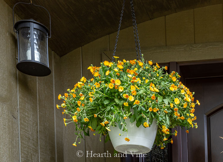 Orange calendula hanging basket