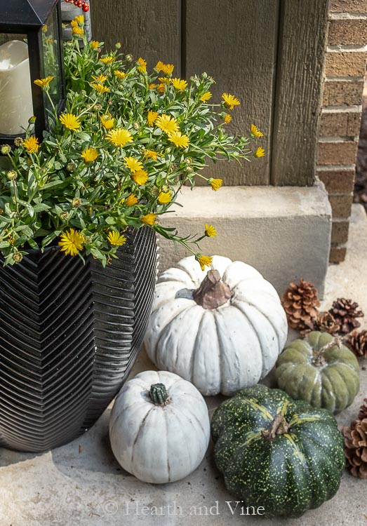 Yellow English marigolds and neutral pumpkins