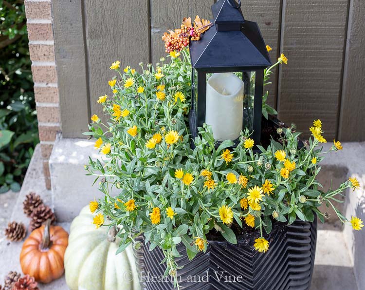 Lady Godiva yellow English marigolds in a pot with lantern