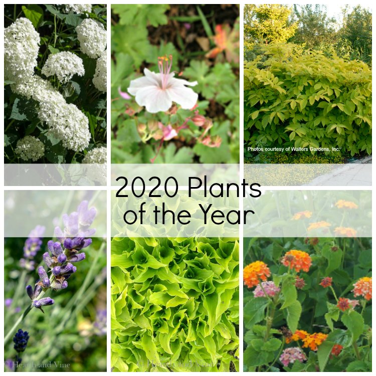 Gallery of some of the 2020 plants of the year