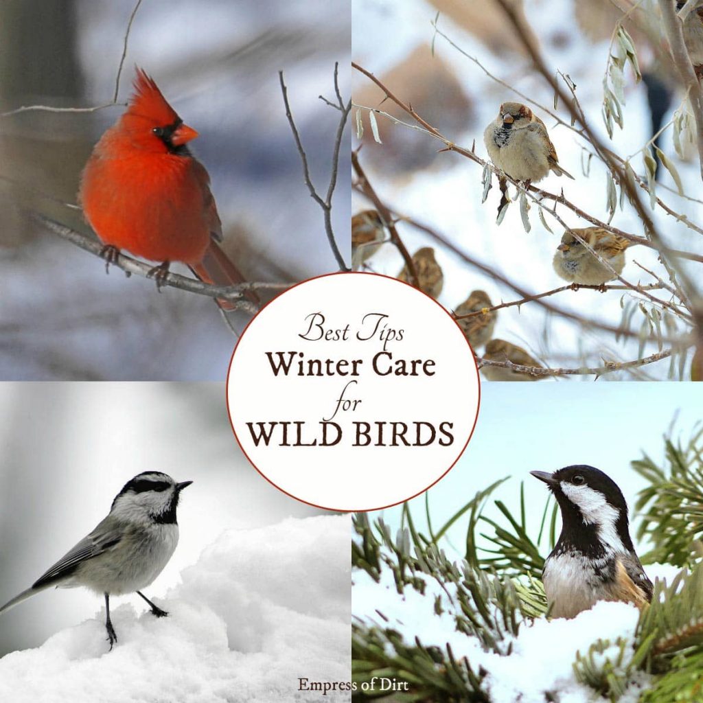 9 Ways To Help Birds In The Winter And Enjoy Their Company | Hearth And ...