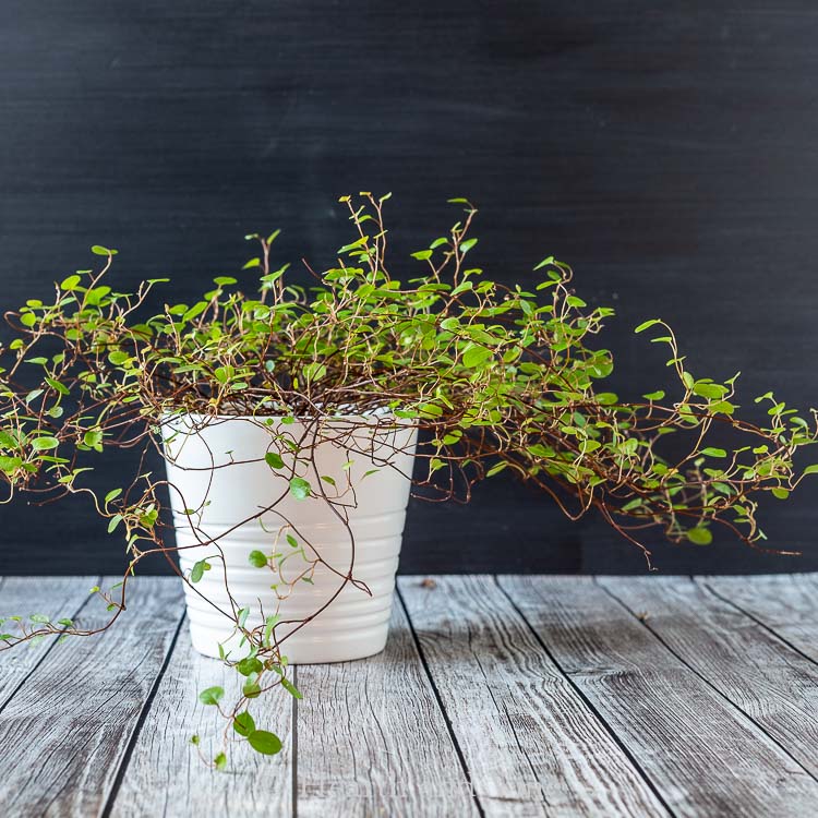 Angel vine plant in white pot