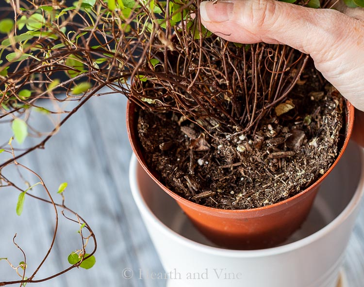 Soil from angel plant pot