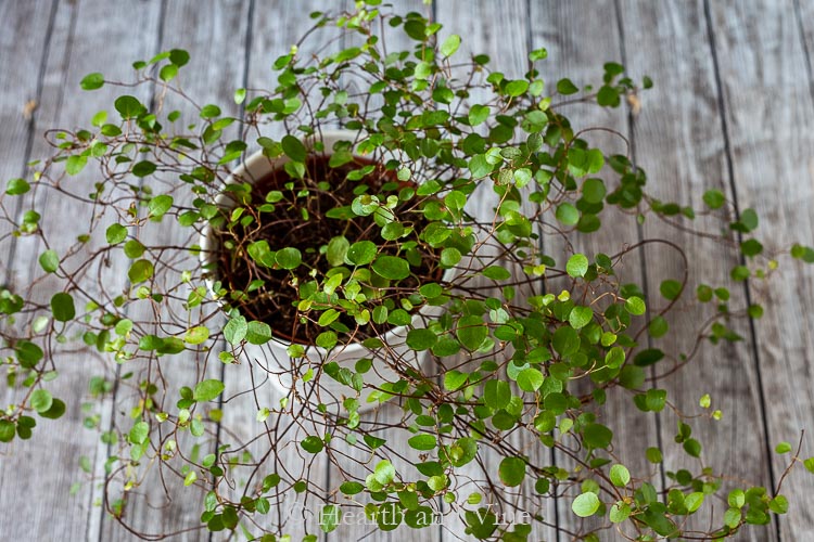 Aerial view of angel vine plant