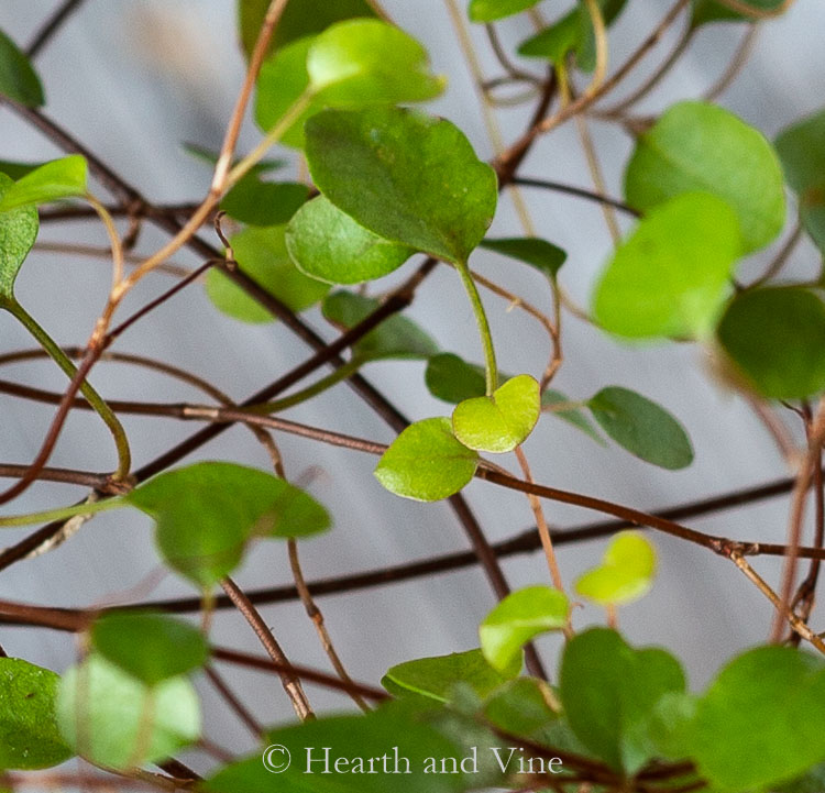Close of of leaves and stems of Muehlenbeckia complexa