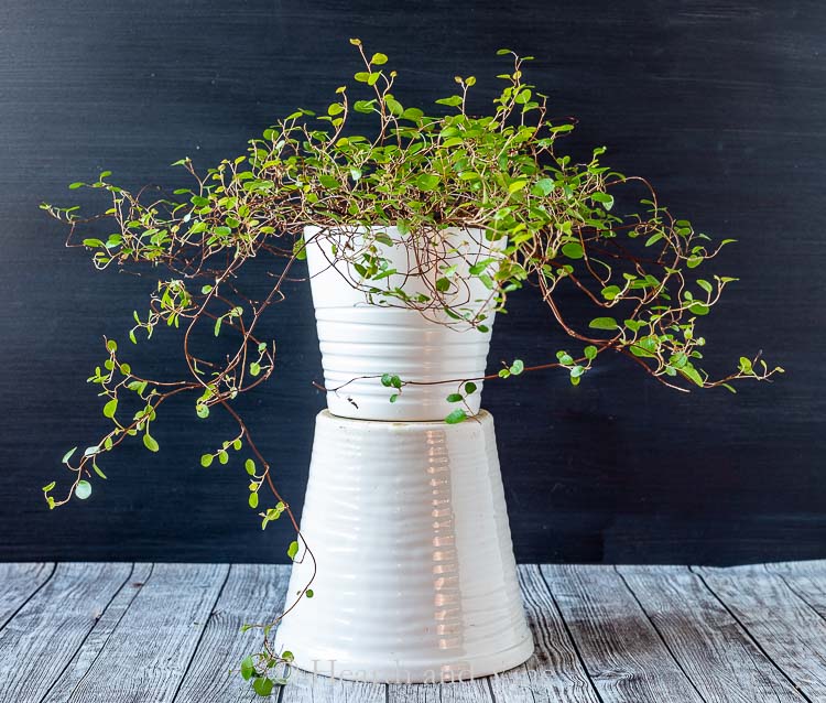 Maidenhair vine pot on top of another pot