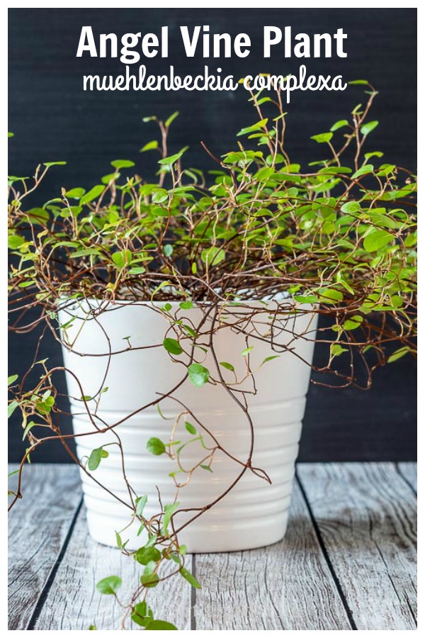 Angel Vine Plant in a white pot