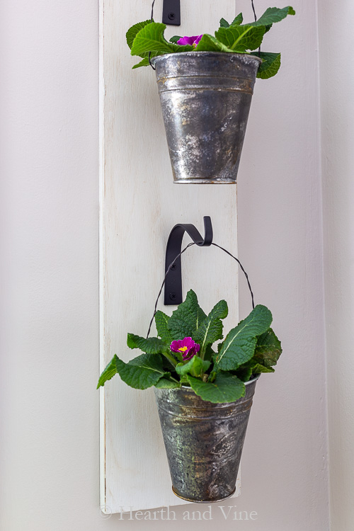 Primrose plants hanging in distressed pots on wall planter