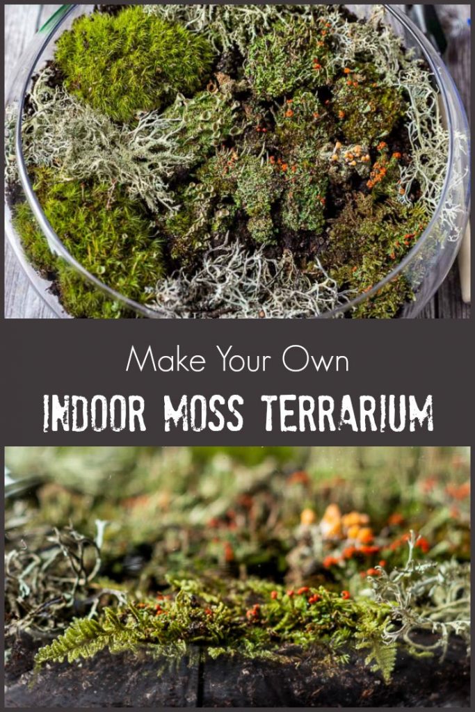 Top and side view of indoor moss garden