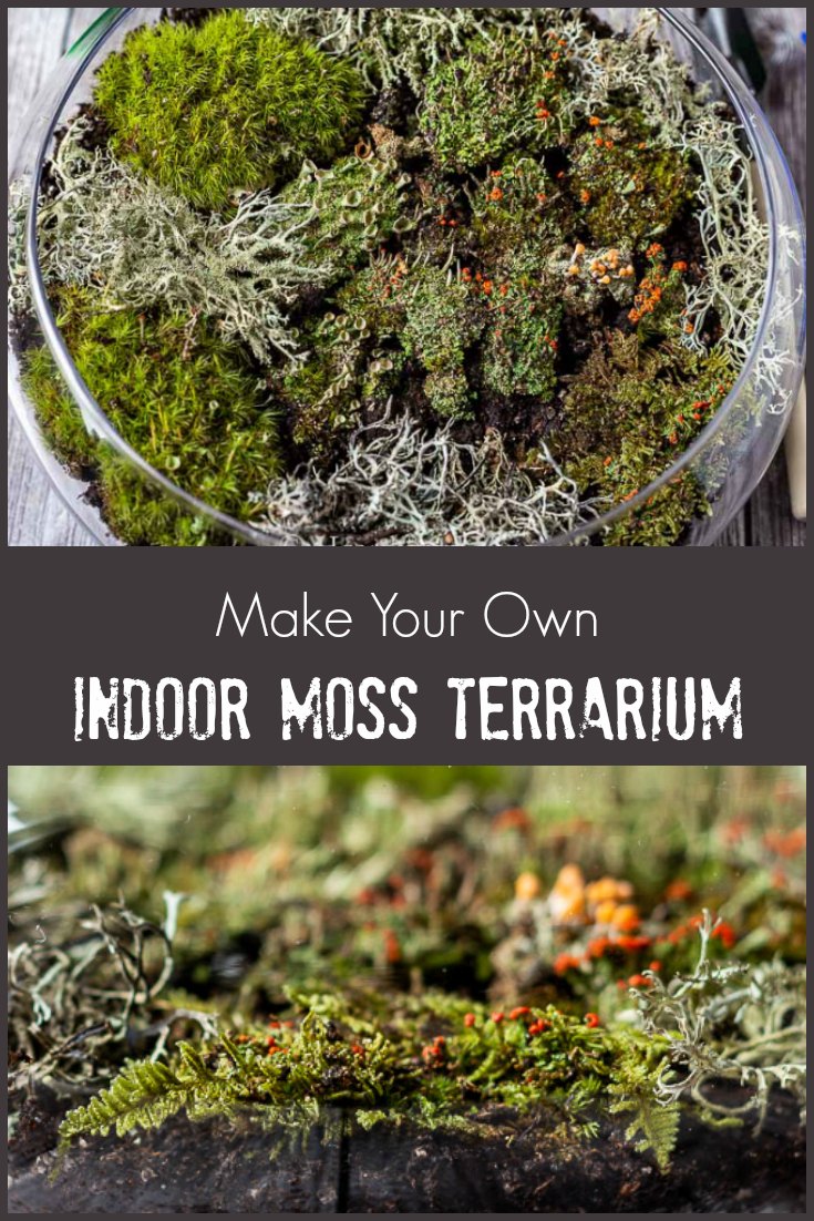 Create an Indoor Moss Garden Natural Beauty in Your Home Hearth and