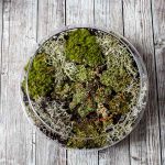 Indoor moss terrarium dish