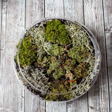 Indoor moss terrarium dish