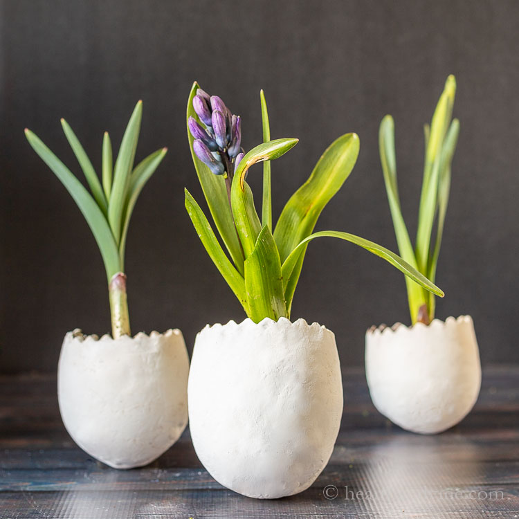 Clay egg planters with live flowering bulbs