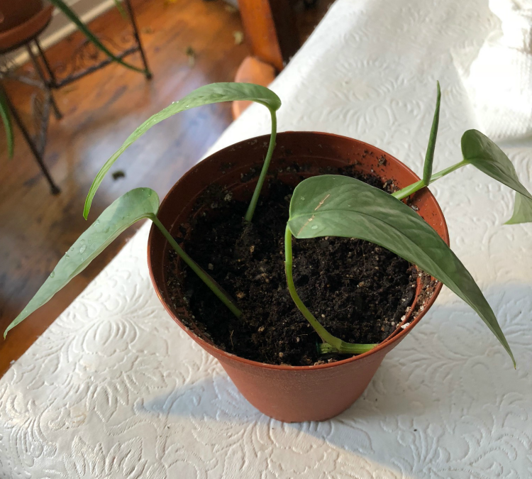 Cebu blue pothos leaves