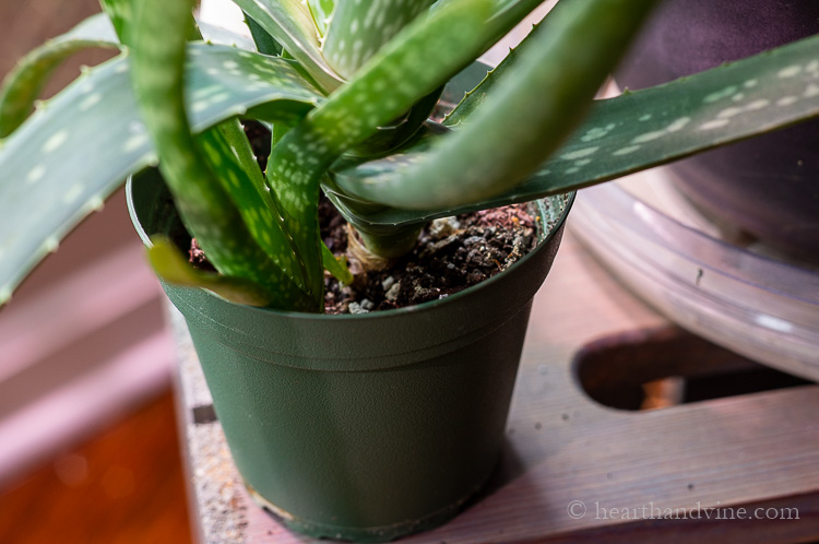 Aloe plant offshoot