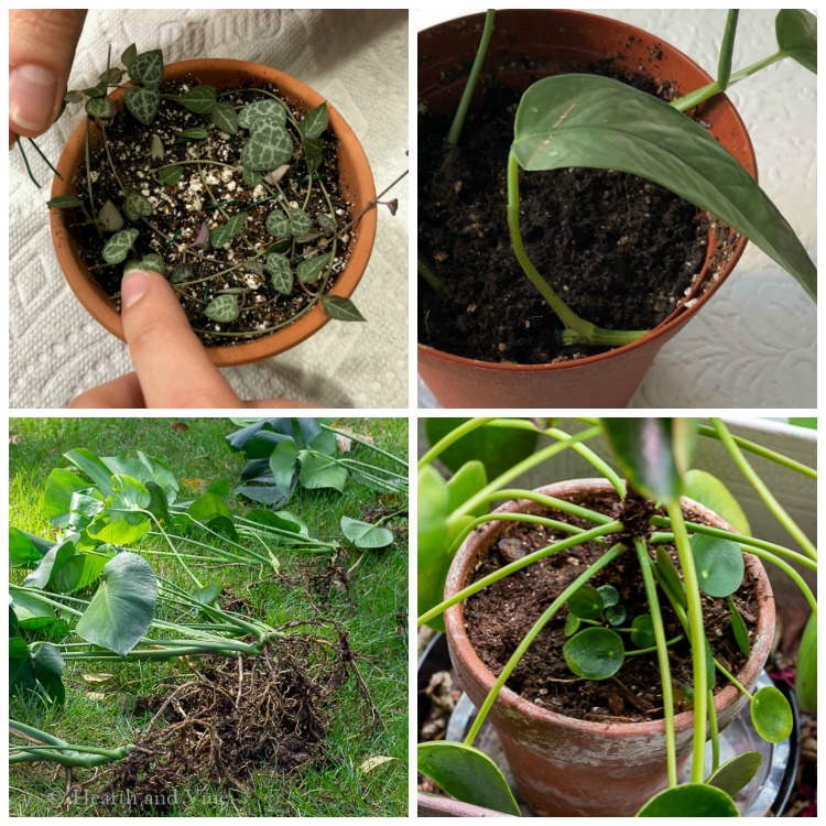 Collage of houseplants being propagated