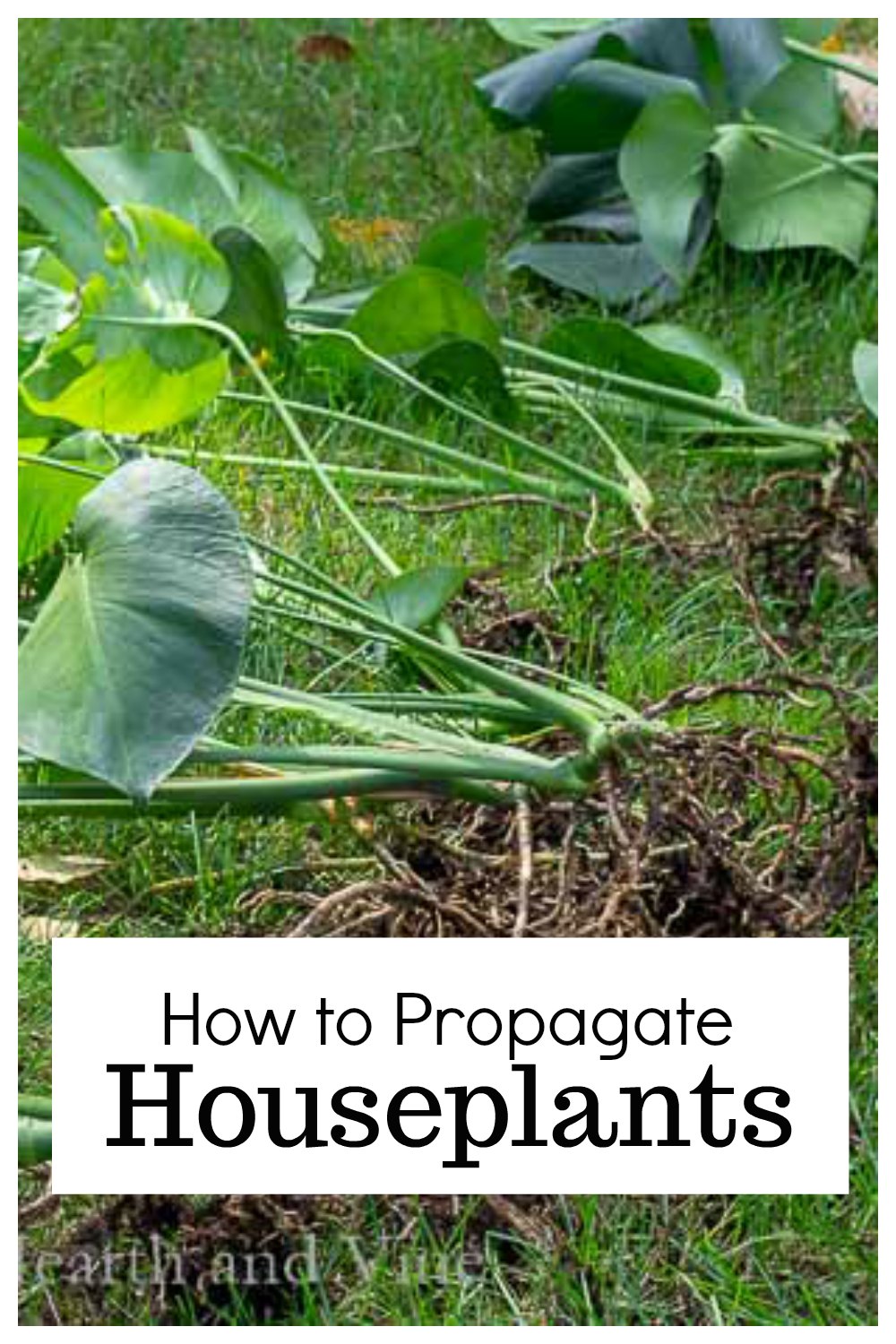 Propagating Houseplants - Tips and Easy Techniques